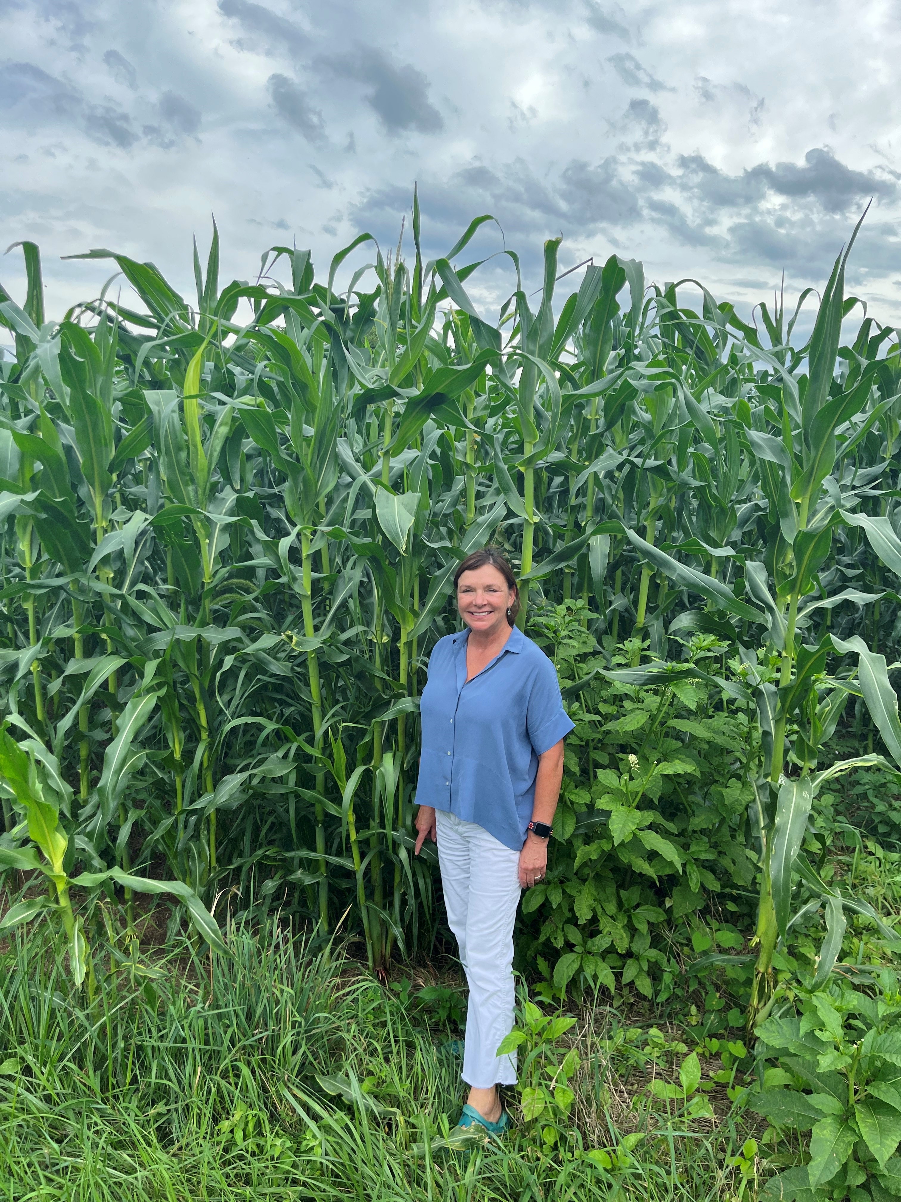 Corn Growing